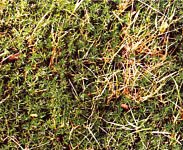 Acid lawn before and after treatment