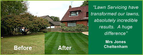 Lawn before and after
