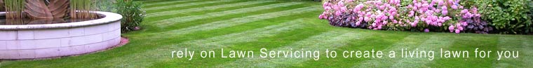 rely on Lawn Servicing to create a living lawn for you